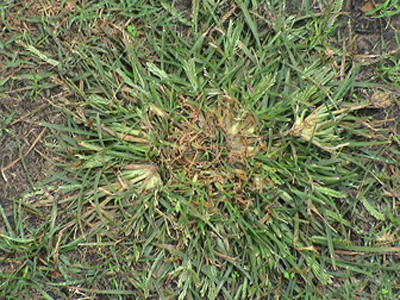 Eleusine indica (Foto Alessandro Bertolini)